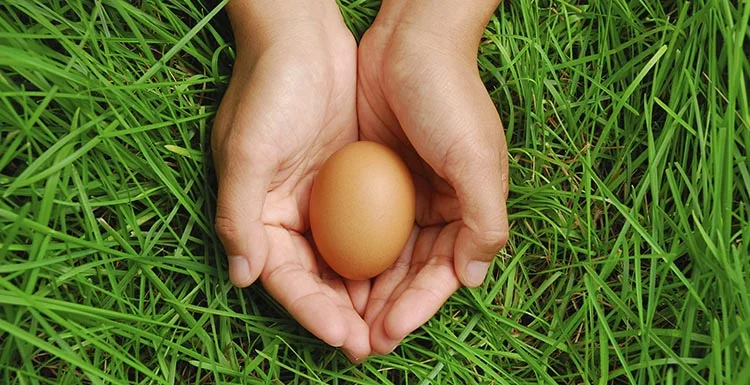 Hands gently holding an egg above the grass